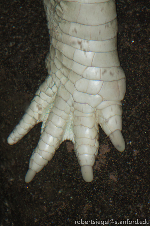 albino alligator hand